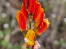 Baeometra uniflora young inflorescence